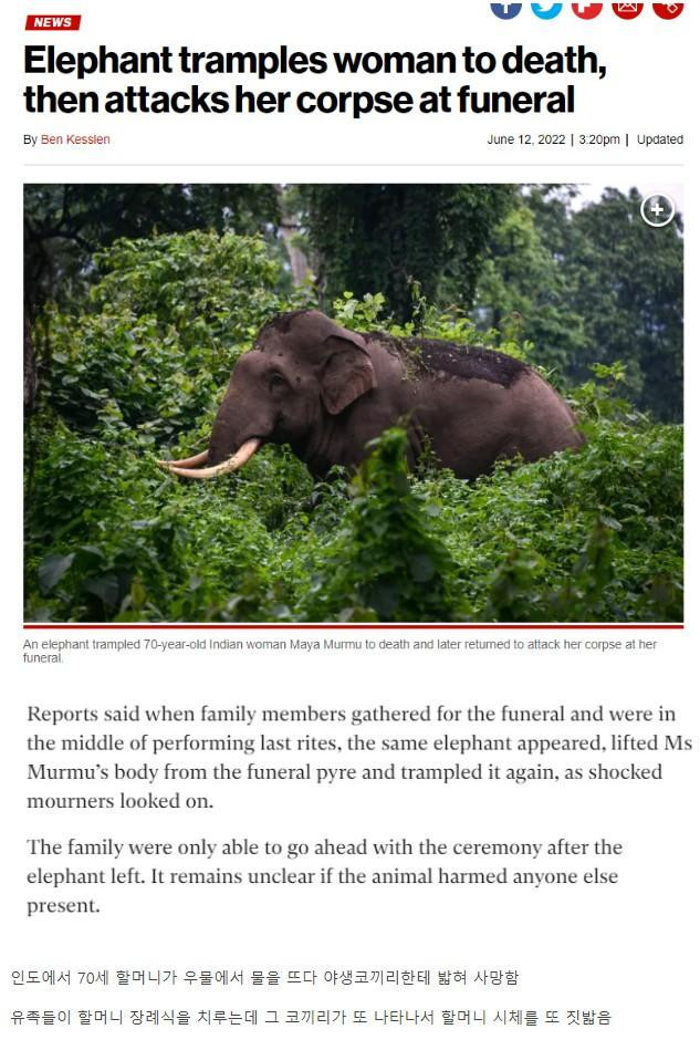 썸네일-인도에서 발생한 황당한 코끼리 사망사고-이미지