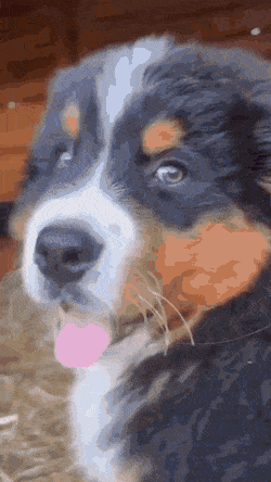 썸네일-강아지와 예의 바른 알파카.gif-이미지