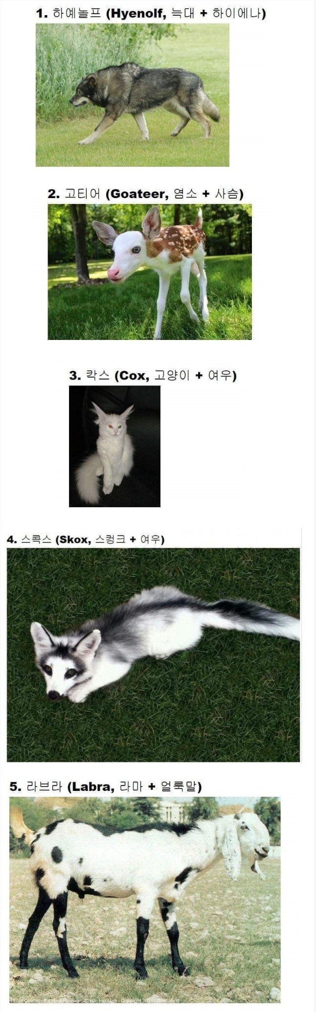 교배 성공한 희귀 동물들 - 에누리 쇼핑지식 자유게시판 교배 성공한 희귀 동물들 - 에누리 쇼핑지식 자유게시판