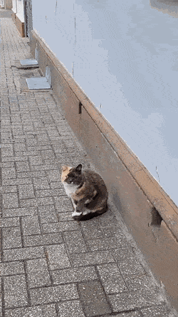 썸네일-길에서 귀여운 고양이를 만났다.gif-이미지