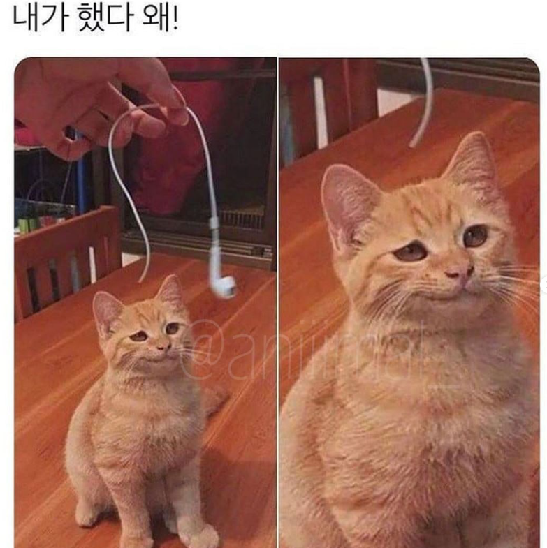 썸네일-사고 친 고양이 표정.jpg-이미지