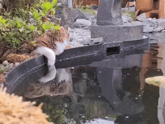 썸네일-물고기 쓰담쓰담 하는 고양이-이미지