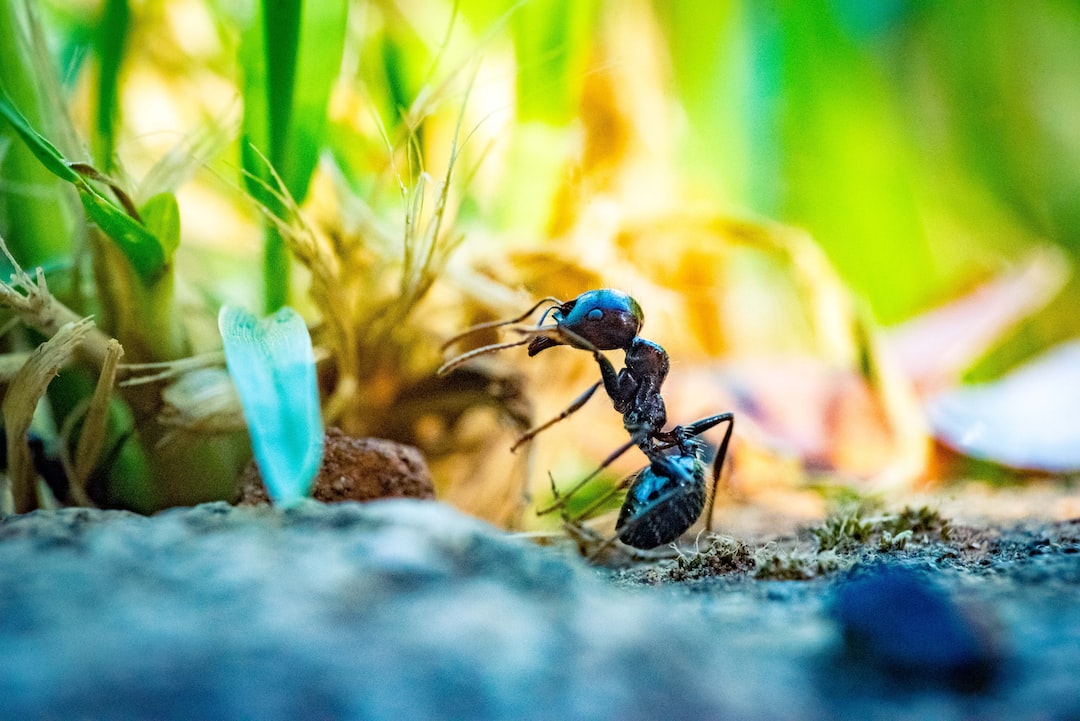썸네일-협력하는 개미들(약혐)-이미지