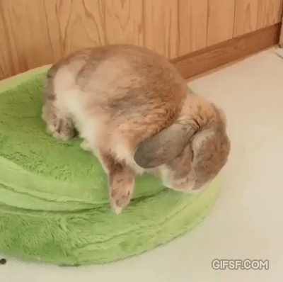 썸네일-피곤한 토끼.gif-이미지