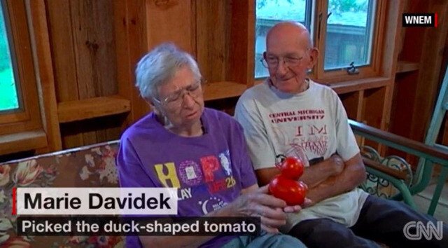 썸네일-오리 닮은 토마토를 수확해서 뉴스에 나온 노부부-이미지