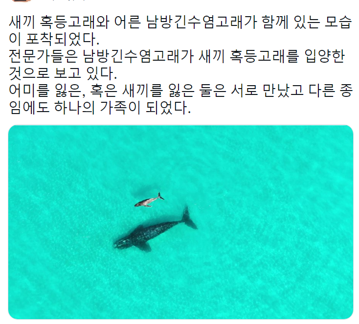 썸네일-새끼 혹등고래를 입양한 어른 남방긴수염고래.jpg-이미지