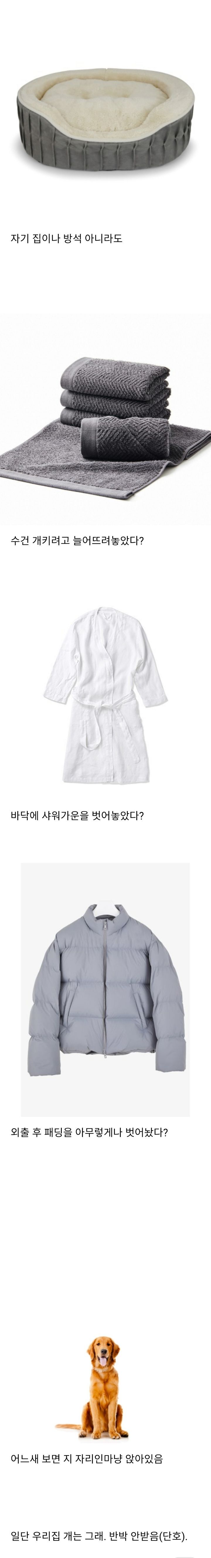 썸네일-보들보들, 푹신푹신하면 일단 앉고 보는 강아지들-이미지