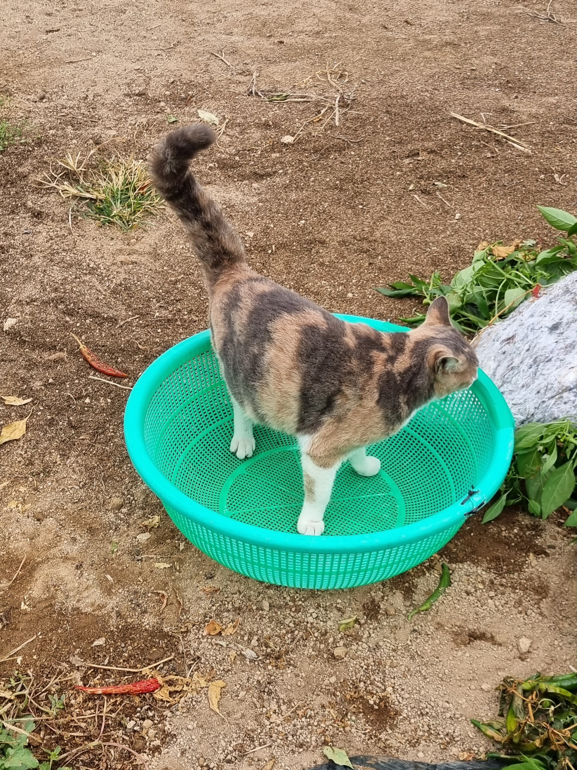 썸네일-고양이 발도장 찍어드려요!-이미지