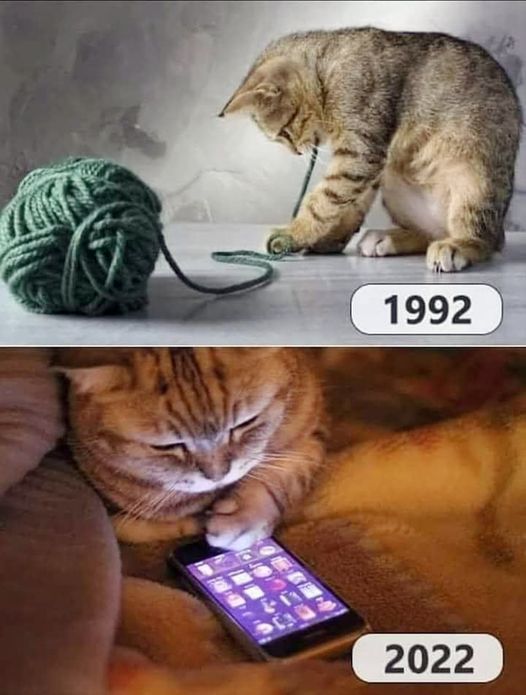 썸네일-고양이 장난감 30년 변화-이미지
