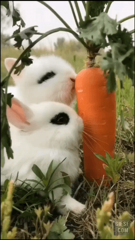 썸네일-당근 먹는 토끼.gif-이미지