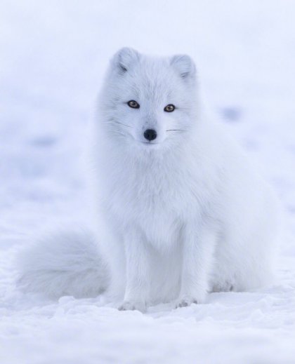 썸네일-털갈이 하는 북극여우.jpg-이미지