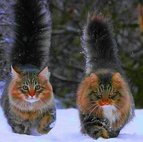 썸네일-우아한 자태가 마치 숲의 귀족 같은 노르웨이숲 고양이-이미지