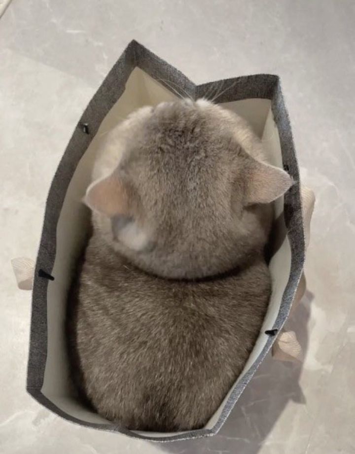 썸네일-쇼핑백 속 오동통 고양이씨-이미지