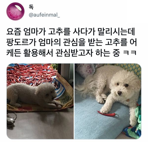 썸네일-엄마한테 관심받고 싶은 강아지.jpg-이미지