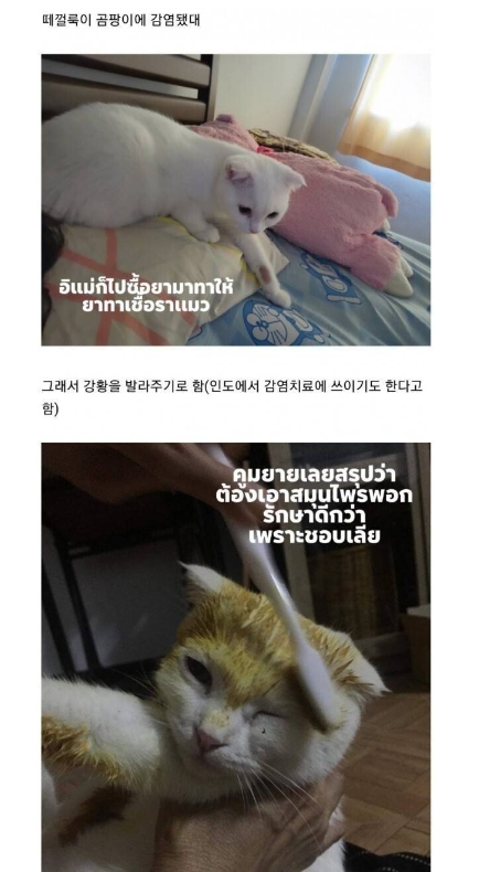 썸네일-인도식 고양이 피부병 치료-이미지