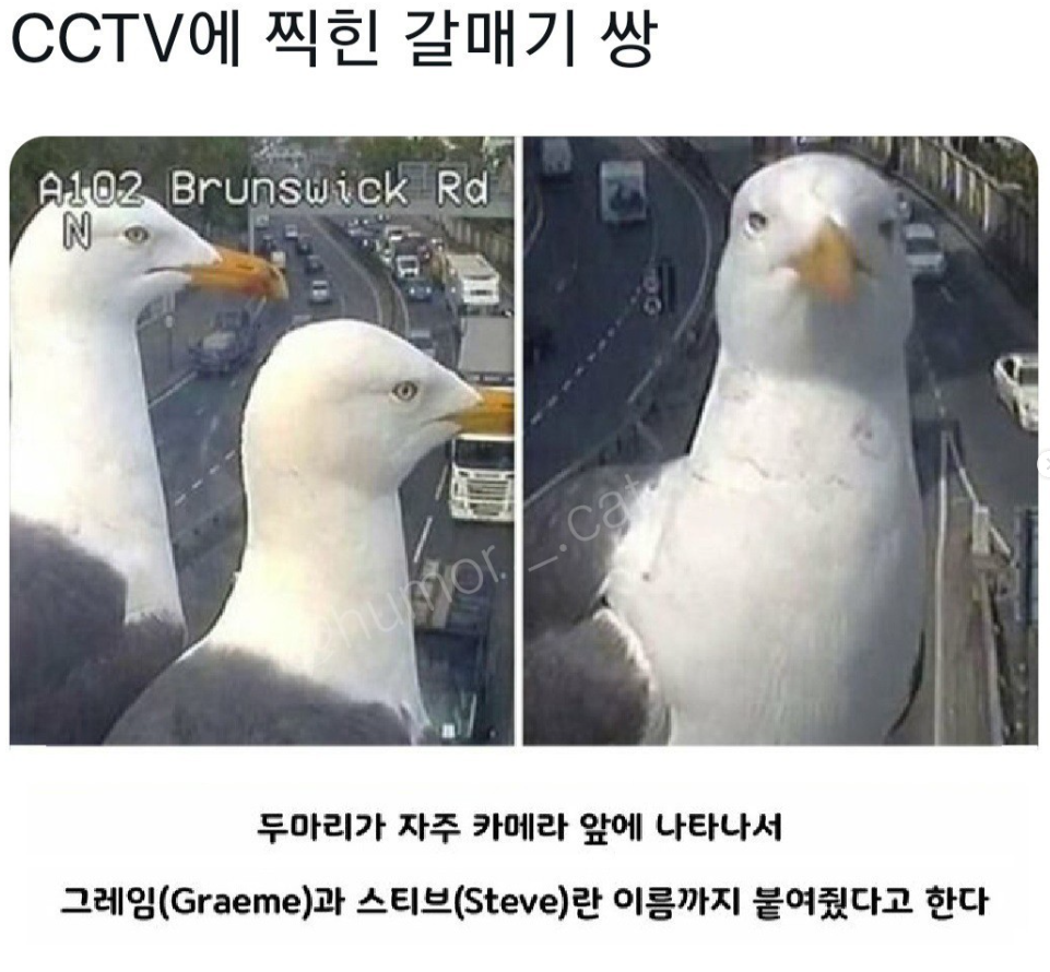 썸네일-CCTV에 찍힌 갈매기들-이미지