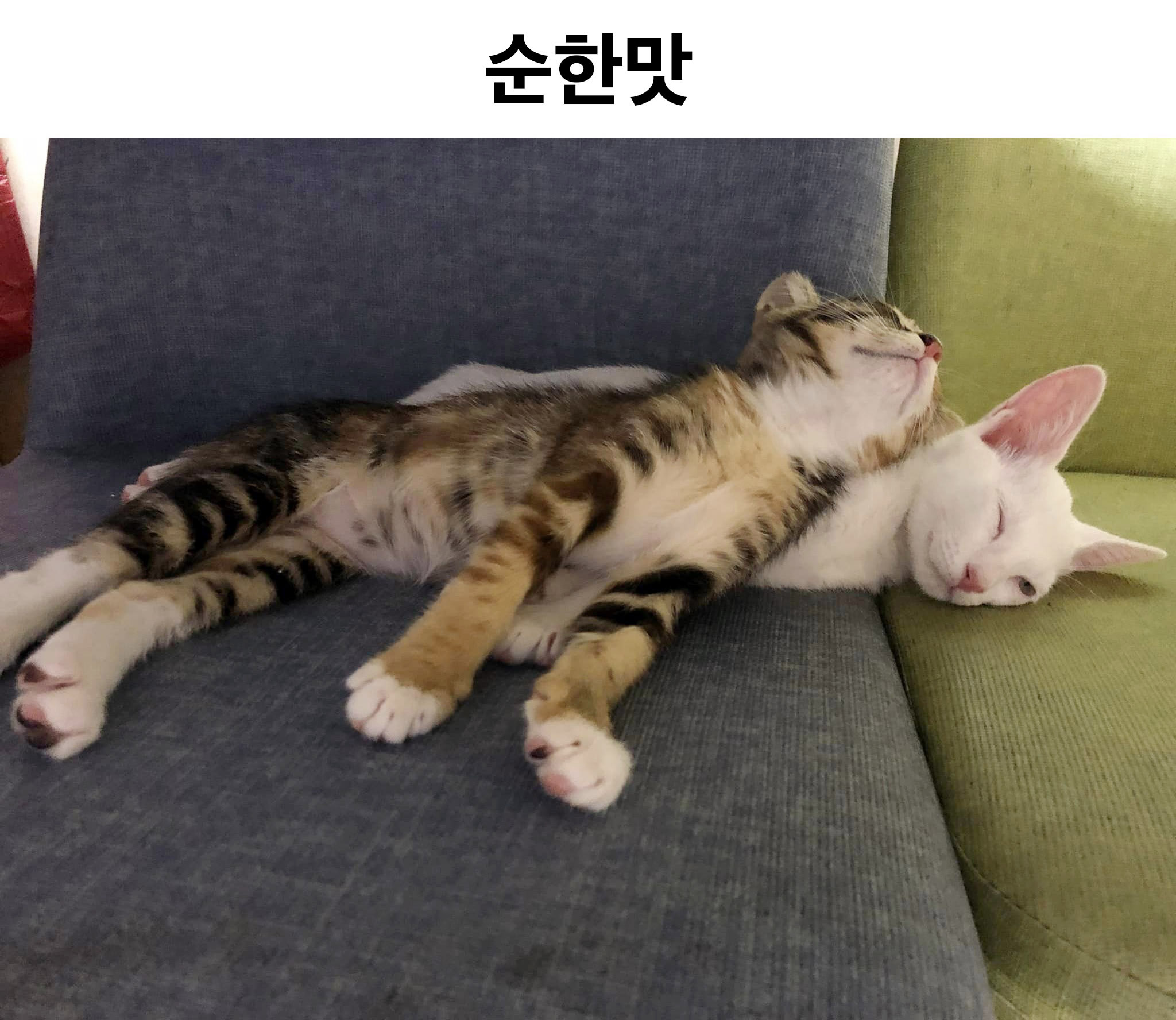 썸네일-고양이 키우기 순한 맛과 매운맛 그리고.....ㅠㅜ-이미지