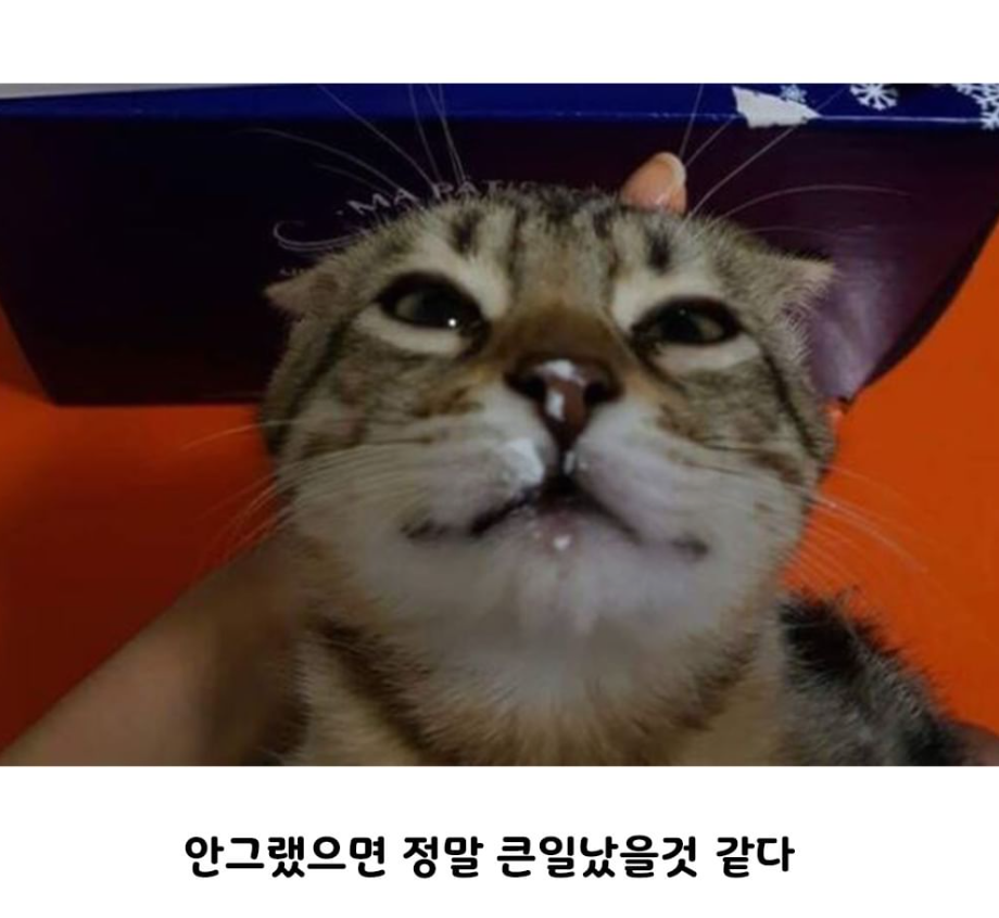 nokbeon.net-고양이는 귀엽다-2번 이미지