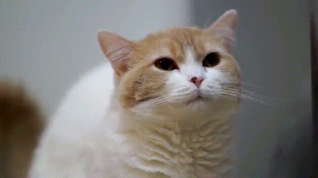 썸네일-고양이가 특정 행동을 할 때 짓는 표정.gif-이미지