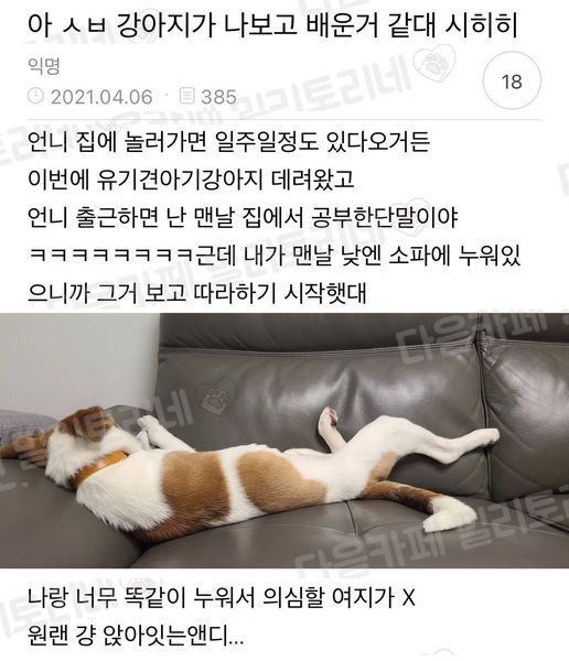 썸네일-강아지가 나보고 배운 거 같대ㅋㅋㅋㅋㅋㅋ-이미지