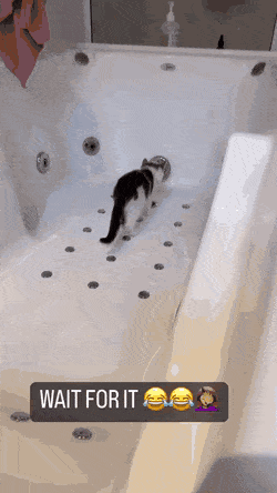 어느 새끼 고양이의 화장실사용법.gif-메인 썸네일 이미지