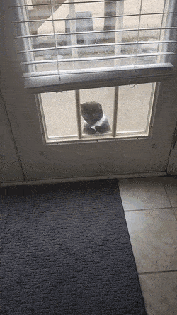 썸네일-밥시간에 당당하게 대기하는 고양이.gif-이미지