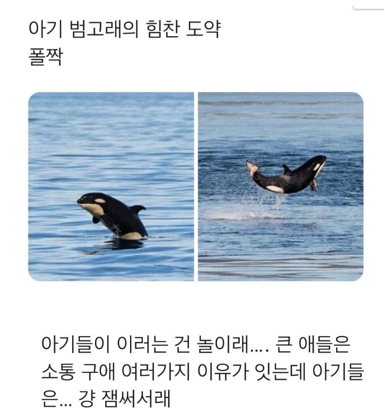 nokbeon.net-범고래가 수면 위로 올라 오는 이유.-2번 이미지