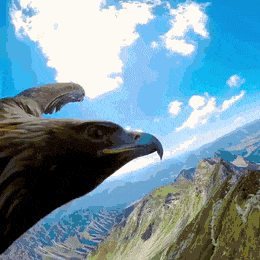 nokbeon.net-독수리가 하늘을 날면서 보는 경치.gif-1번 이미지