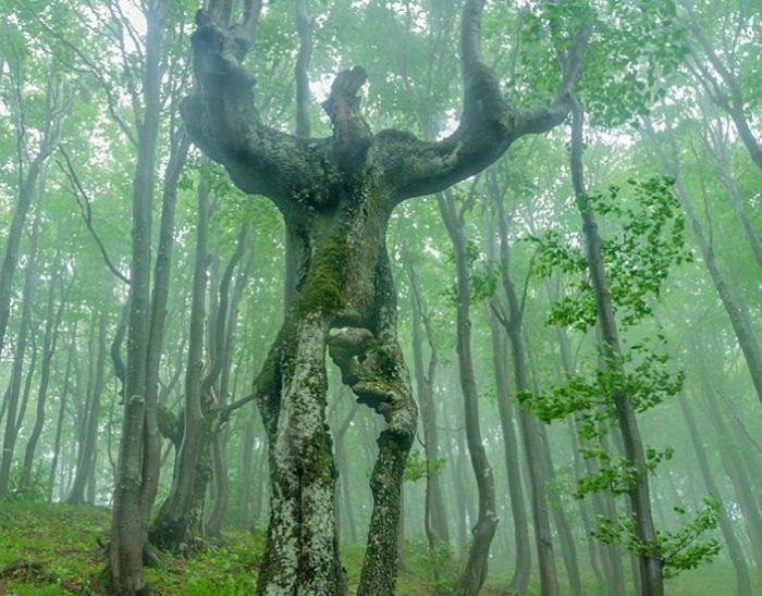 썸네일-옛날사람들이 숲에 괴물이 산다고 하는 이유-이미지