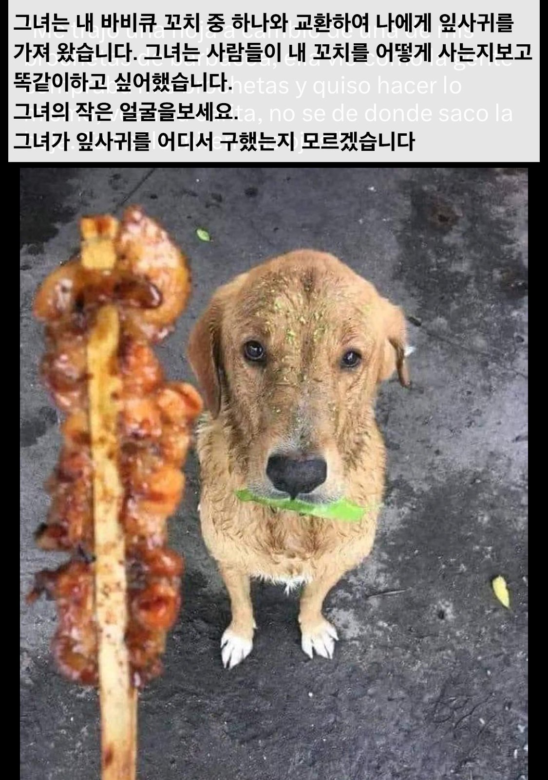 썸네일-꼬치 사먹으려고 나뭇잎 물고 온 강아지-이미지