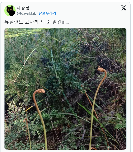 썸네일-여러분 뉴질랜드 고사리 볼래요?-이미지