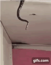썸네일-놀람주의) 천장에 뱀 잡기.gif-이미지