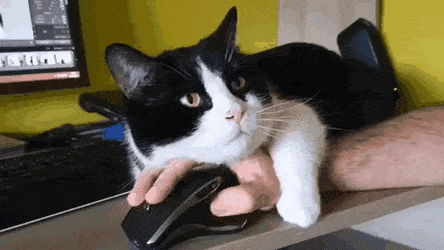 nokbeon.net-재택근무 방해하는 고양이.gif-1번 이미지