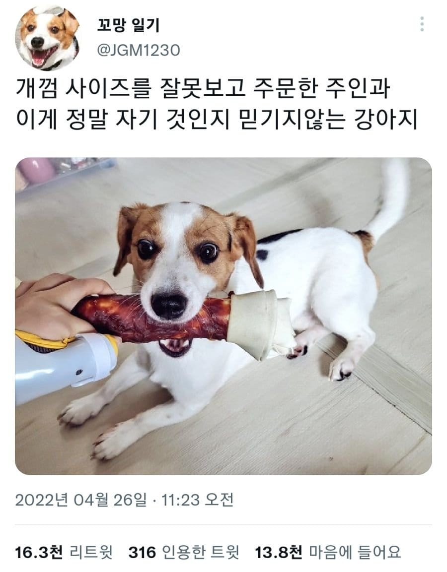 nokbeon.net-주문 잘못한 개껌을 선물받은 강아지-1번 이미지