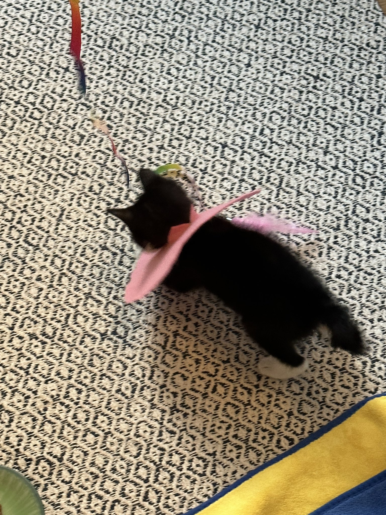nokbeon.net-주방 행주로 넥카라 한 아기 고양이-5번 이미지