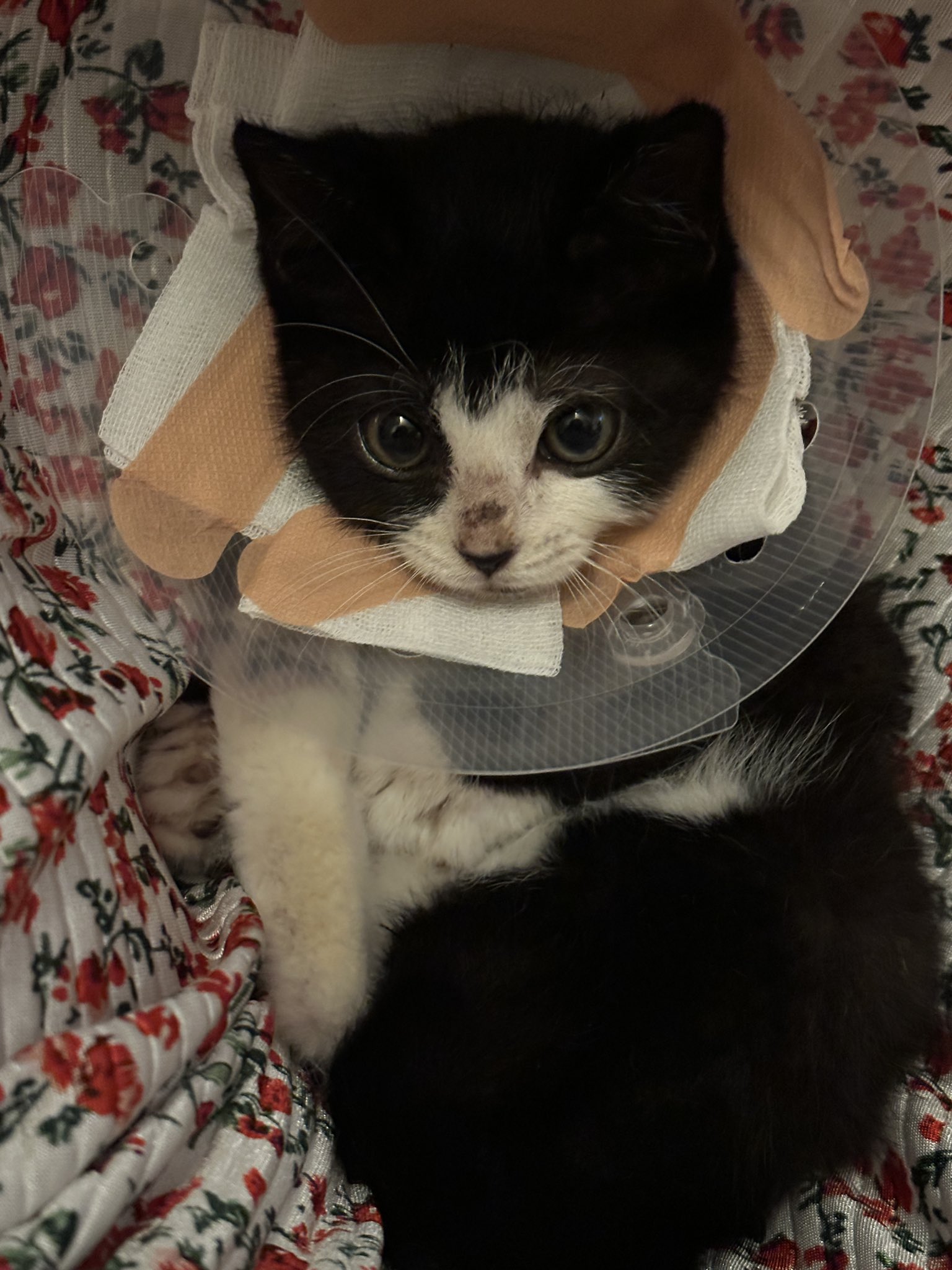 nokbeon.net-주방 행주로 넥카라 한 아기 고양이-3번 이미지