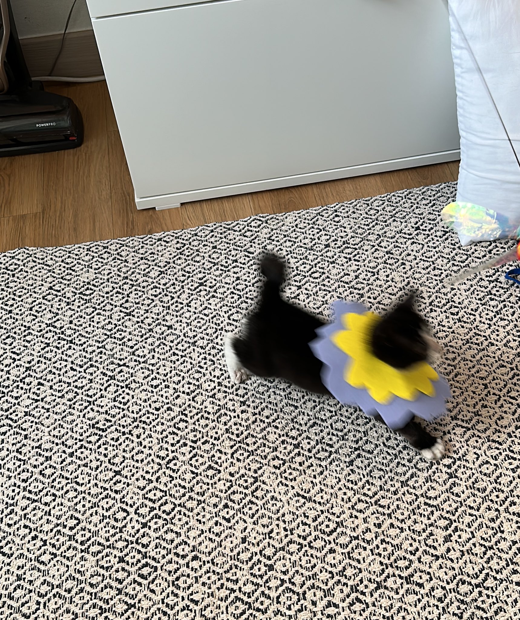 nokbeon.net-주방 행주로 넥카라 한 아기 고양이-9번 이미지