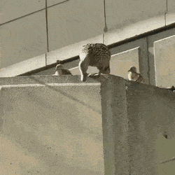 썸네일-콘크리트 도심 속의 새끼오리가 엄마오리를 따라 높은 곳에서 내려오는 방법.gif-이미지