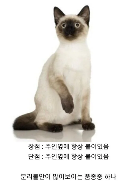 썸네일-취향타는 성격의 고양이-이미지