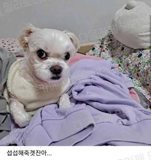 썸네일-우리 집 강아지 내가 뽀뽀하니까 표정 좀 봐 ㅜ-이미지