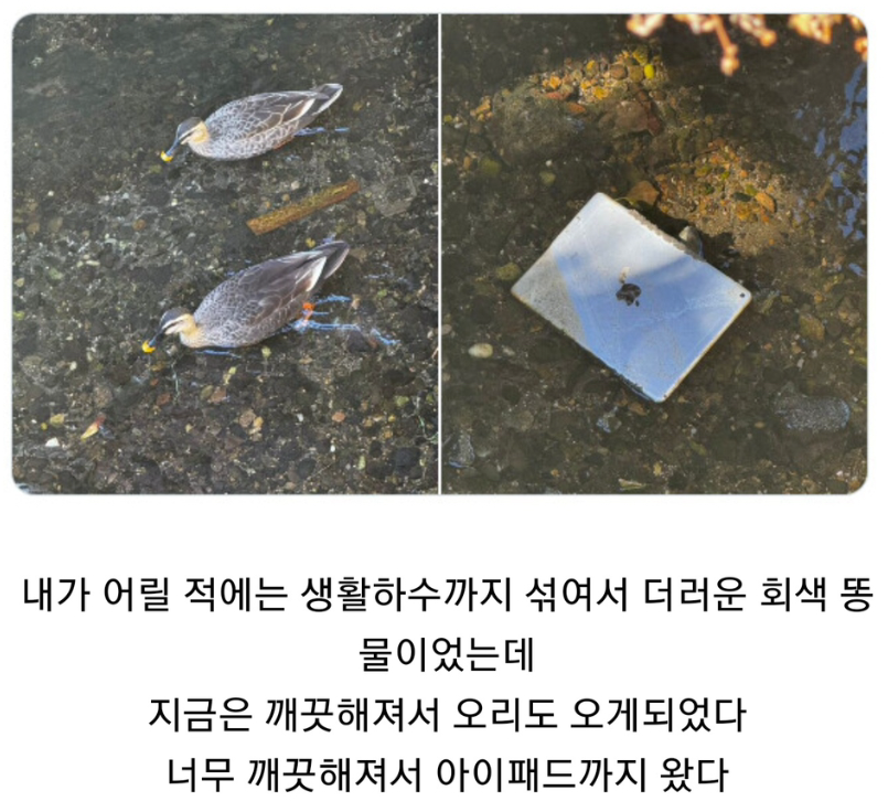 썸네일-집 주변 하천이 깨끗해지면서 유입된 외래종-이미지