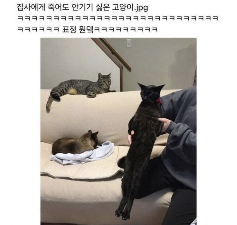 nokbeon.net-안기기 싫어하는 고양이를 보고싶다면 이 고양이를 보라-2번 이미지