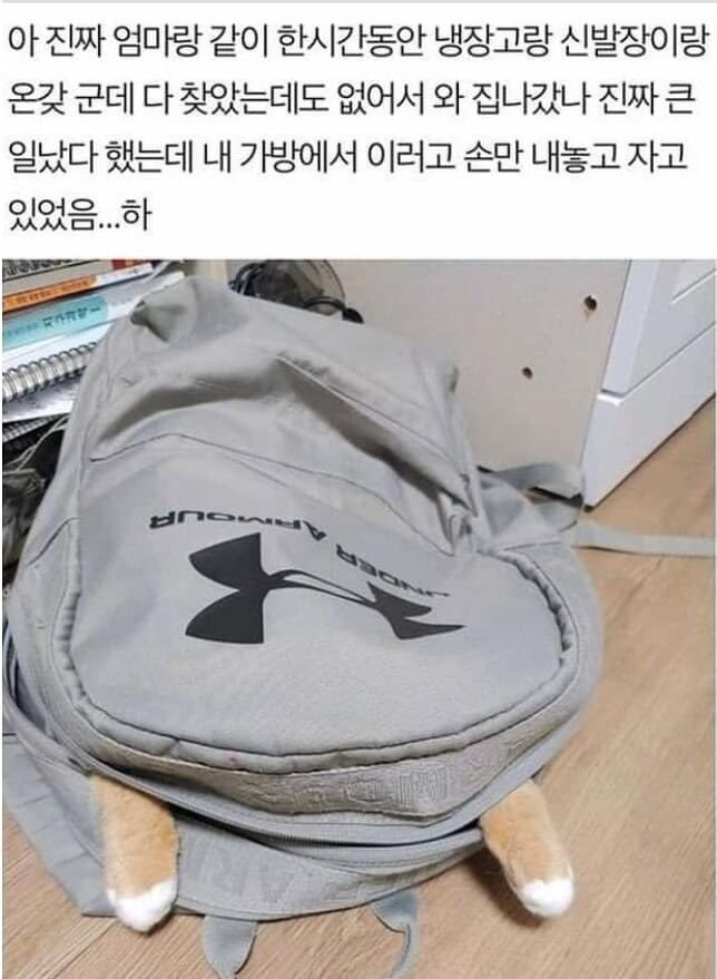 썸네일-1시간 동안 고양이 찾은 사람-이미지