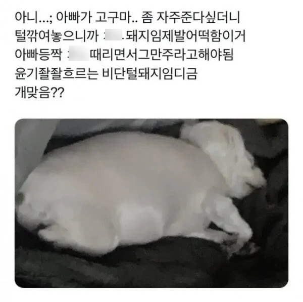 썸네일-너무 살쪄서 털이라도 깎아본 견주-이미지