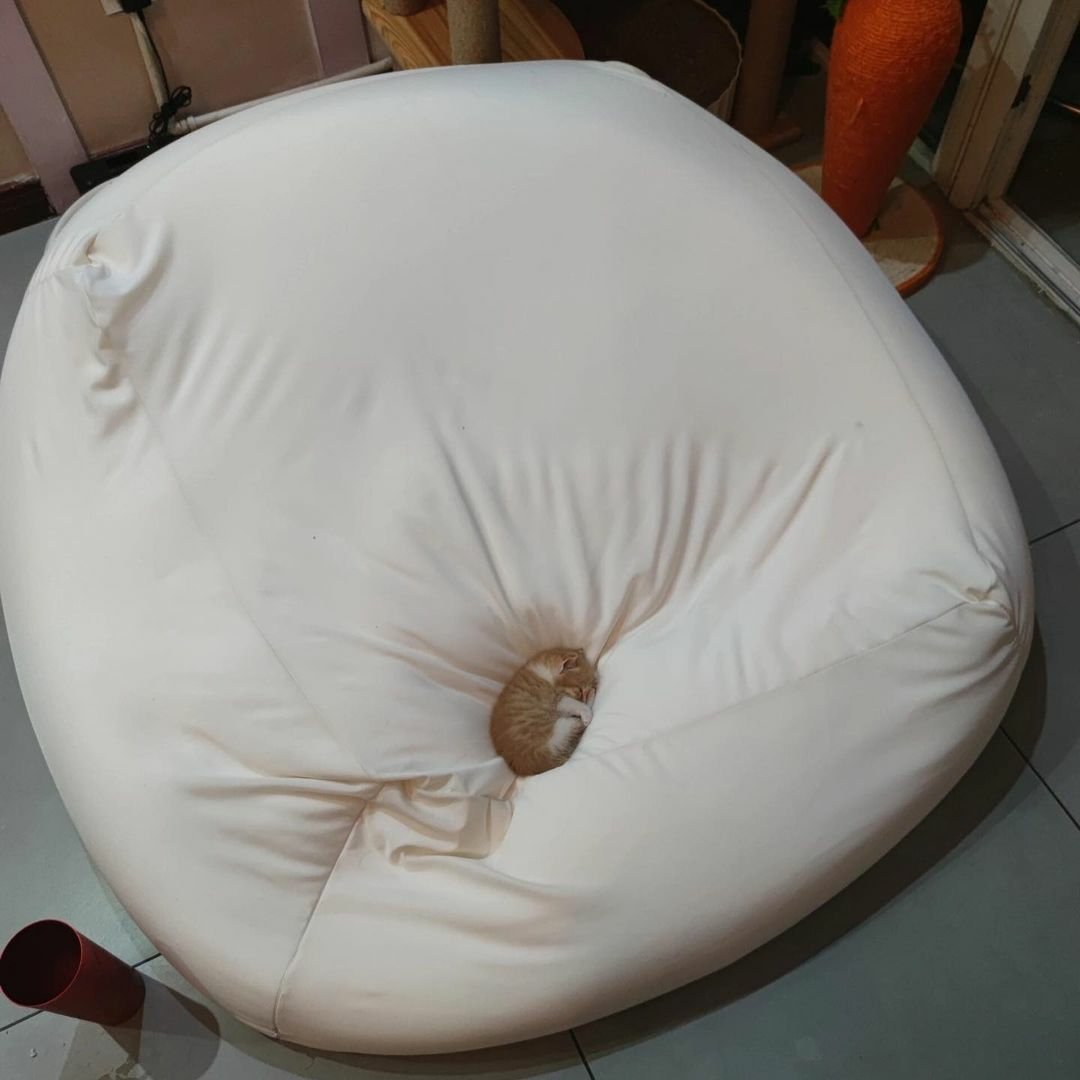 nokbeon.net-몸집에 비해 침대가 너무 커-1번 이미지