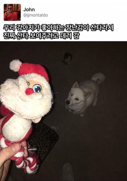썸네일-최애를 실물로 영접한 강아지.jpg-이미지
