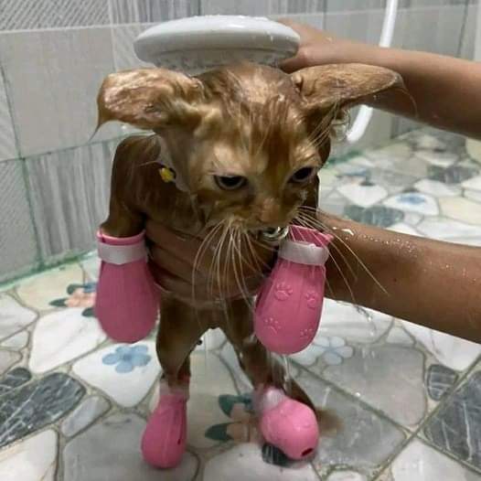 nokbeon.net-고양이 목욕시키기 위한 최소한의 방어-1번 이미지