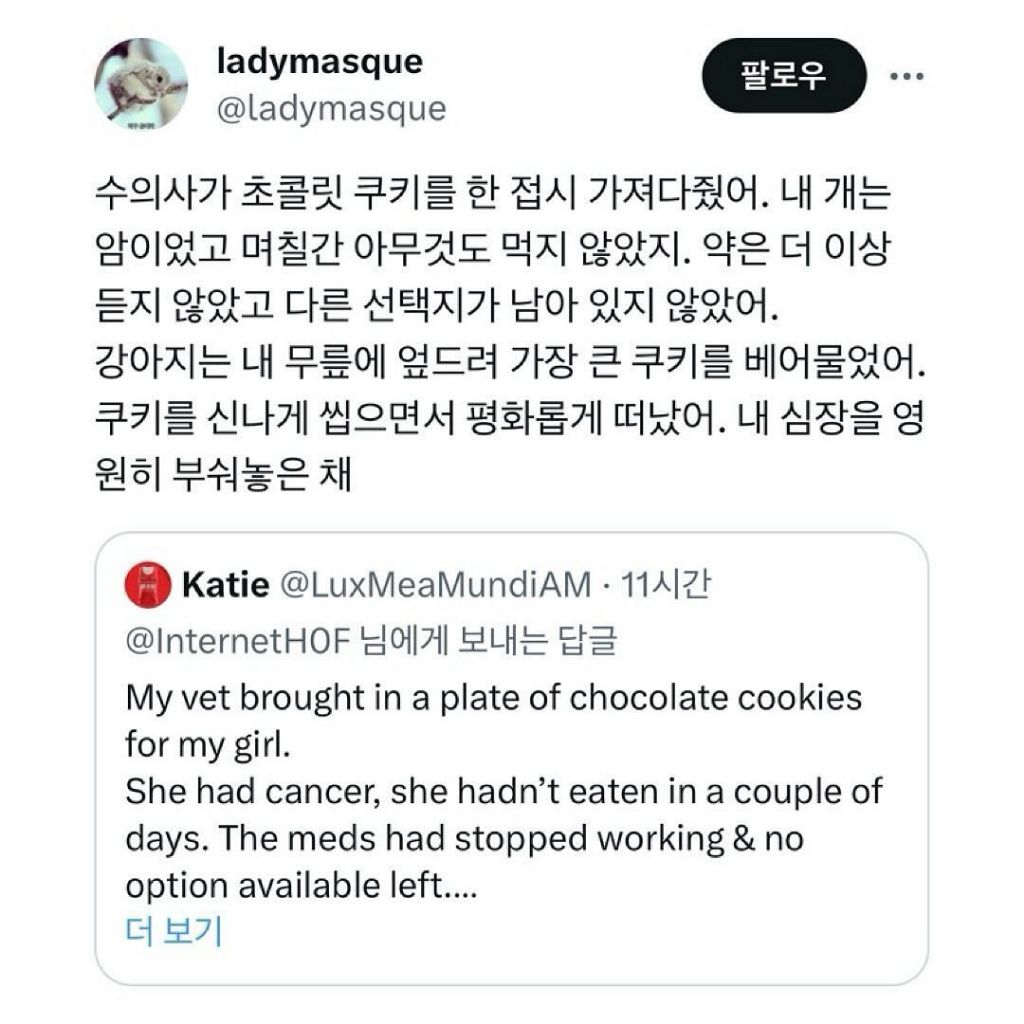 nokbeon.net-수의사가 강아지에게 준 마지막 초콜릿-2번 이미지