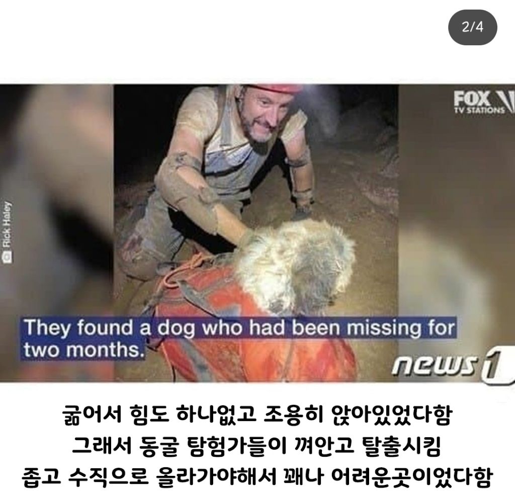 nokbeon.net-500피트 지하 동굴에서 발견된 강아지.jpg-2번 이미지