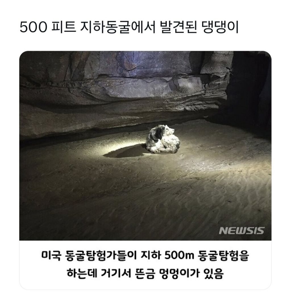 nokbeon.net-500피트 지하 동굴에서 발견된 강아지.jpg-1번 이미지
